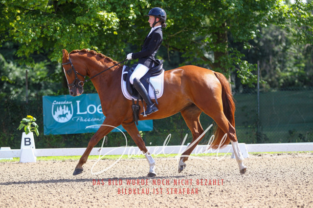 DKP42791 | Turnierfotos kaufen im Webshop von Daniel Kuhl Photography – entdecke professionelle Reitsportfotos aus Turnieren & Events. Hochwertige Turnierbilder online bestellen & sichern. Jetzt Fotos von Reitsportturnieren kaufen!