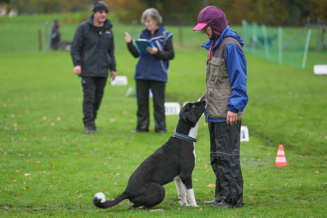 2025_Rally_Obedience_SM-99 | Ich fotografiere Hundeausstellungen, Sportanlässe, Zuchtstätten, Hundezucht, Hundeportrait, Lagotto - Realisiert mit Pictrs.com