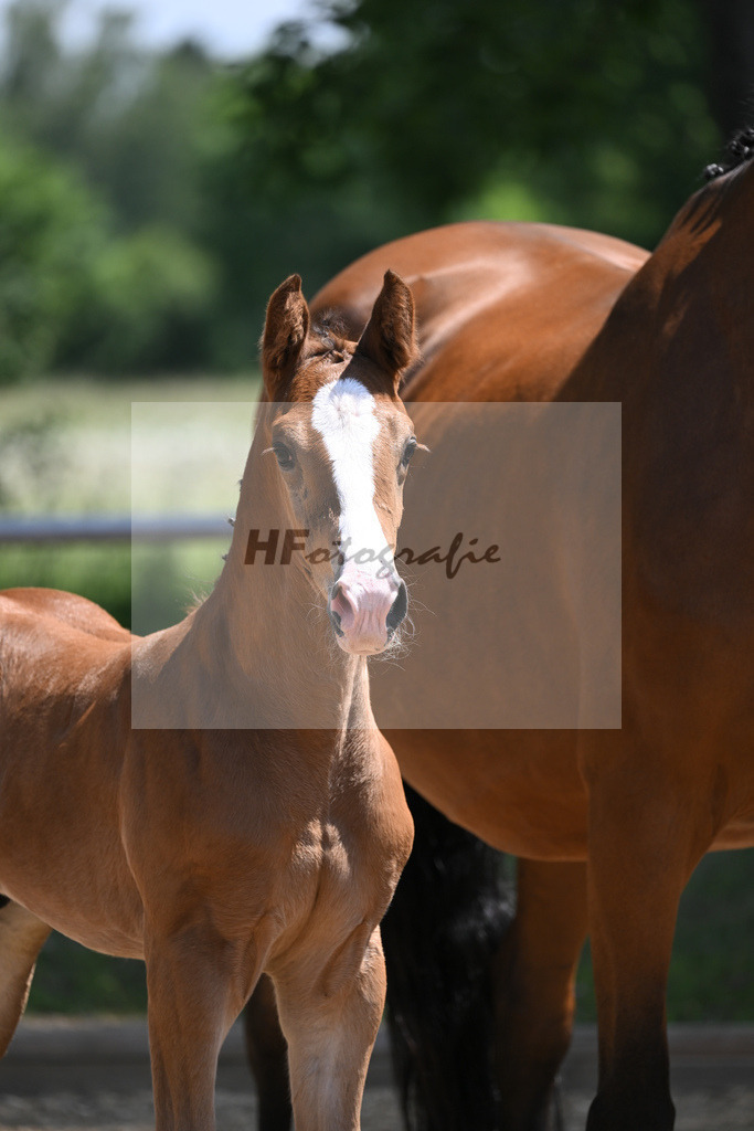 Kat-Nr. 16 HF Esmeraldo_Regele_14230533 | hf-fotografie - Realisiert mit Pictrs.com