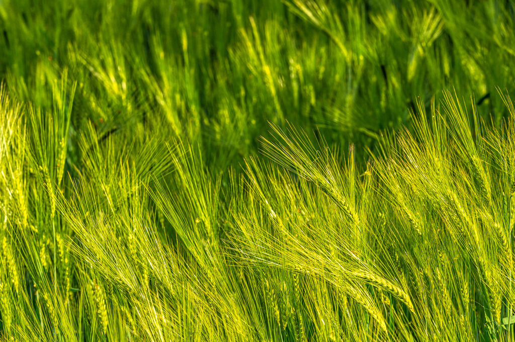 2022_05_31_DSC1958 | Hochwertig gedruckte Fotografien für die Wand, als Kalender und zum Verschenken. Hamburg & Norddeutschland und überall wo ich mit der Kamera unterwegs war.
