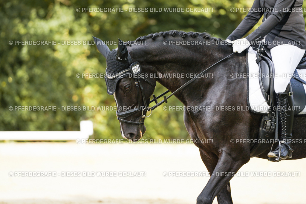 DSC02172 | Pferdegrafie