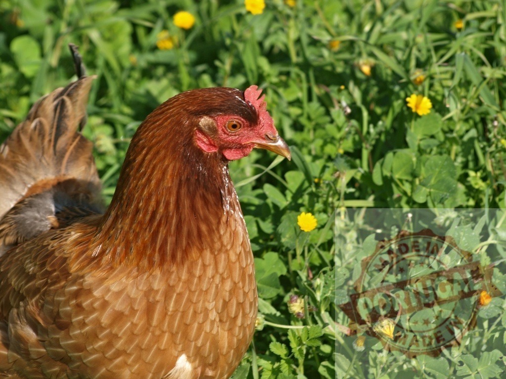 Brown chicken looking right standing in green grass | Brown chicken standing in lush green grass with small yellow flowers in a farm - Realized with Pictrs.com