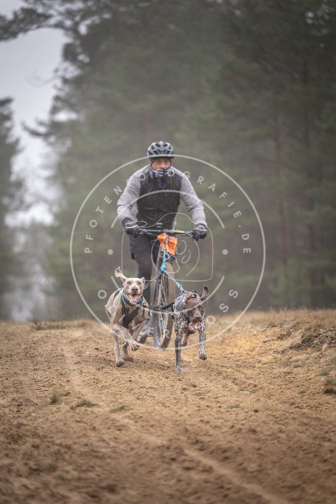 Pfotenfotografie_DV3A1090 | Hundefotografie, Tierfotograf, Pfotenfotografie, Fotoshooting Hund, Hunde Portrait, Hundesport, Hundeportraits, Heideshooting, Hunde, Sportfotograf, Hundefotograf, Turnierhundsport, THS,  - Realisiert mit Pictrs.com