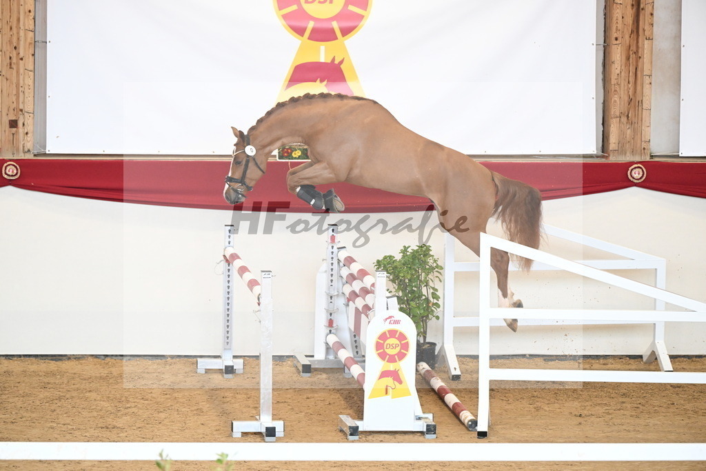 Kat.-Nr. 1 v. Balou du Rouet_Kastner-Schöpe_2250967 | hf-fotografie - Realizzato con Pictrs.com