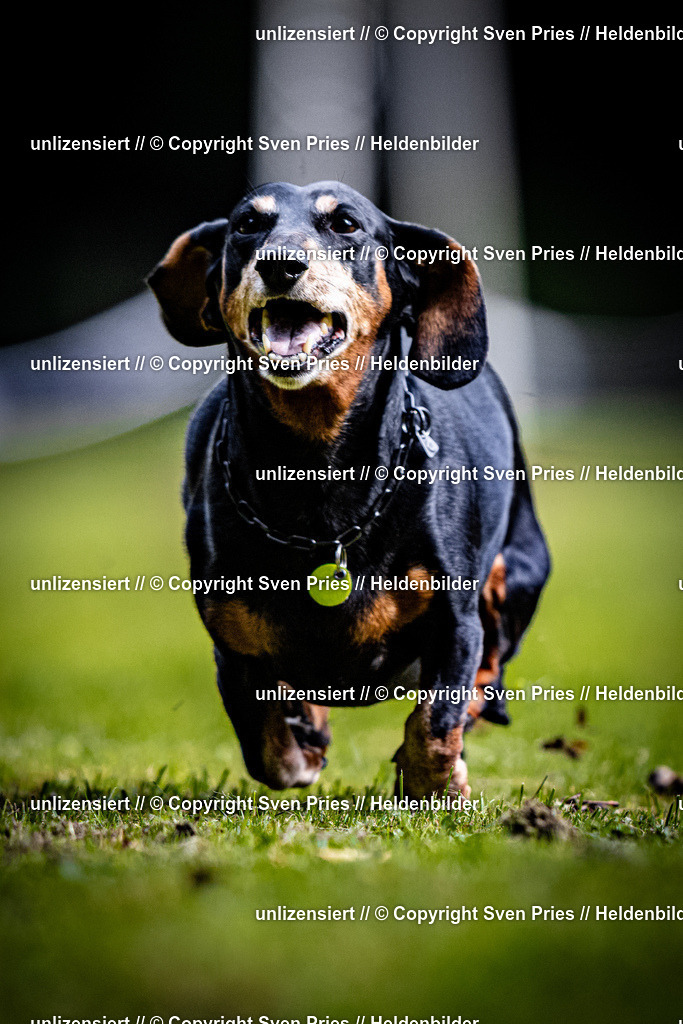 Sven Pries | 2025-10-03 - Hunderennen Obergrombach - Realisiert mit Pictrs.com