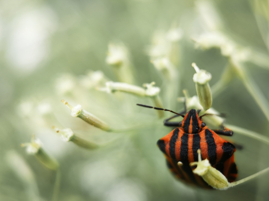 LRM_20200727_172739 | kaefersammler_roy - Realisiert mit Pictrs.com