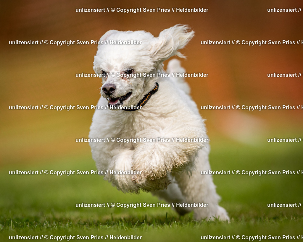 Sven Pries | 2024-09-22 - Hunderennen Baden-BadenPudelverein - Realisiert mit Pictrs.com