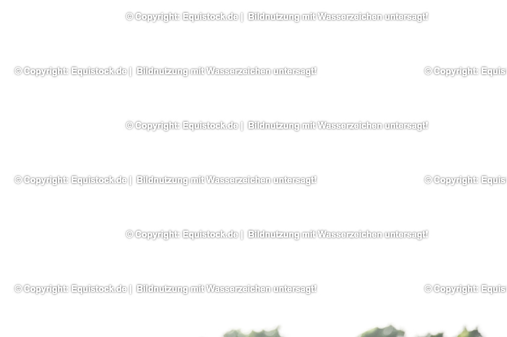 20230529_20_CSI4_Großer-Preis_0783 | equistock