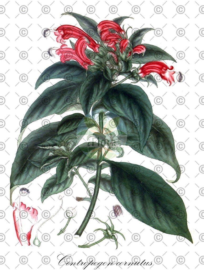 HistAbb_wfo-0000179137_1_ENZY_Simple | Historische Abbildung von Centropogon cornutus - Campanulaceae | Historical Illustration of Centropogon cornutus - Campanulaceae