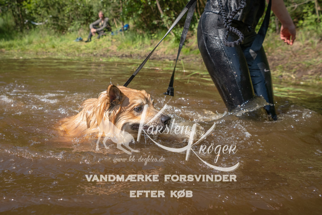 1628DKK990625 | kk-dogfotos