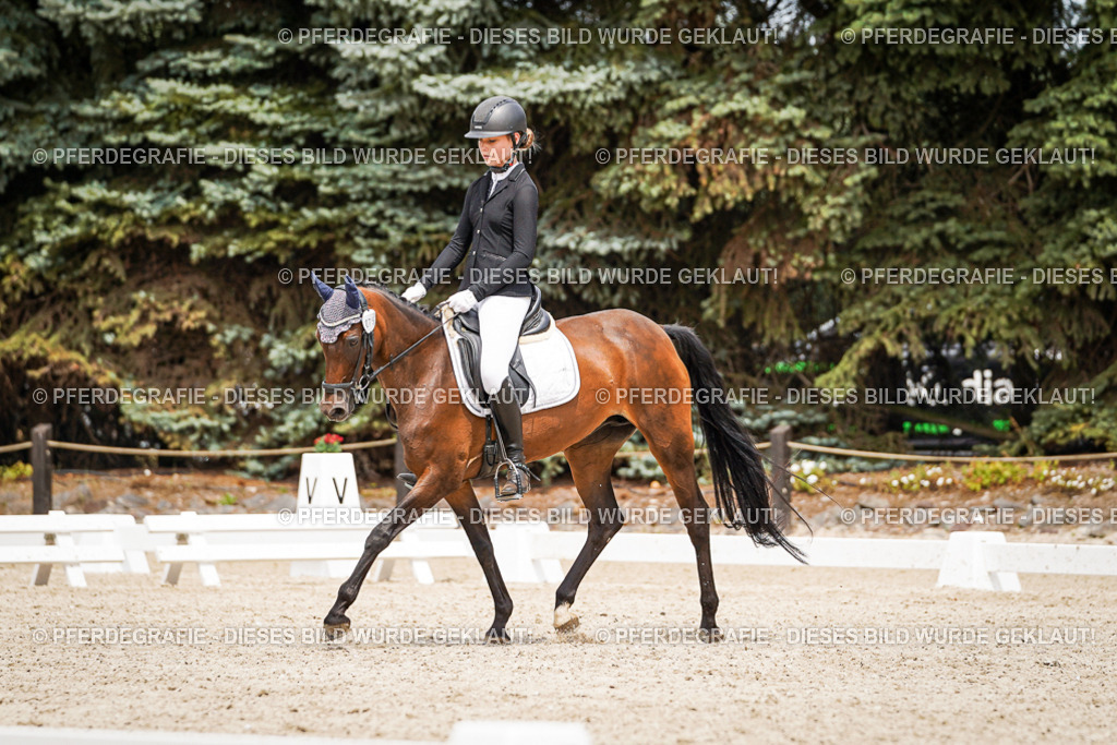 DSC04132 | Pferdegrafie