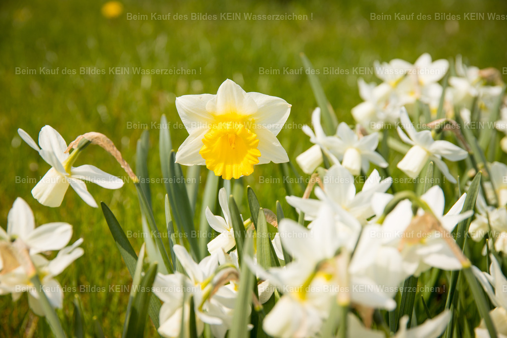 Mammendorf Wall _ Dorf-2655 | Park Eichenbarleben - Realisiert mit Pictrs.com