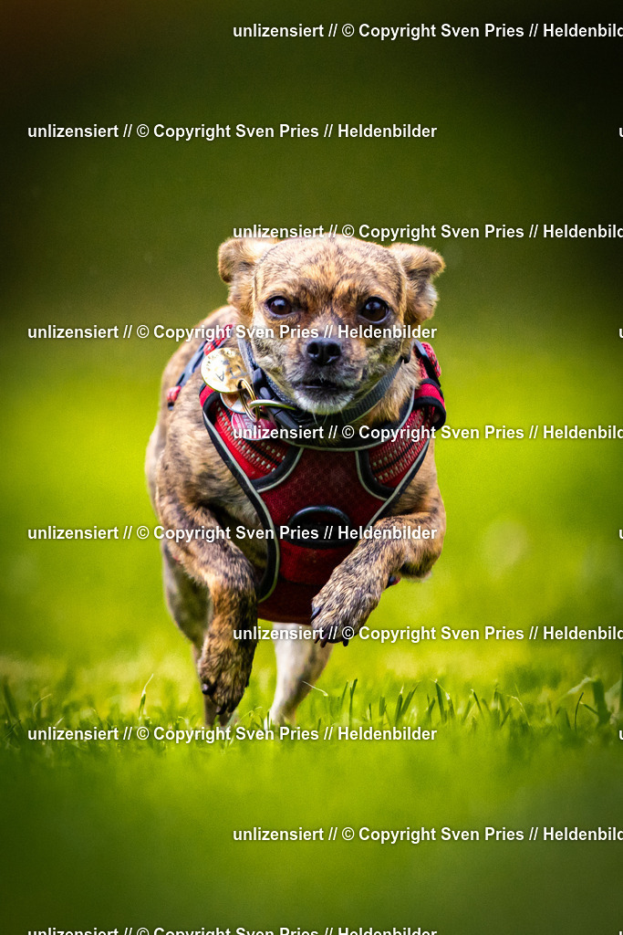 Sven Pries | 2025-09-21 - Hunderennen Baden-Oos - Realisiert mit Pictrs.com