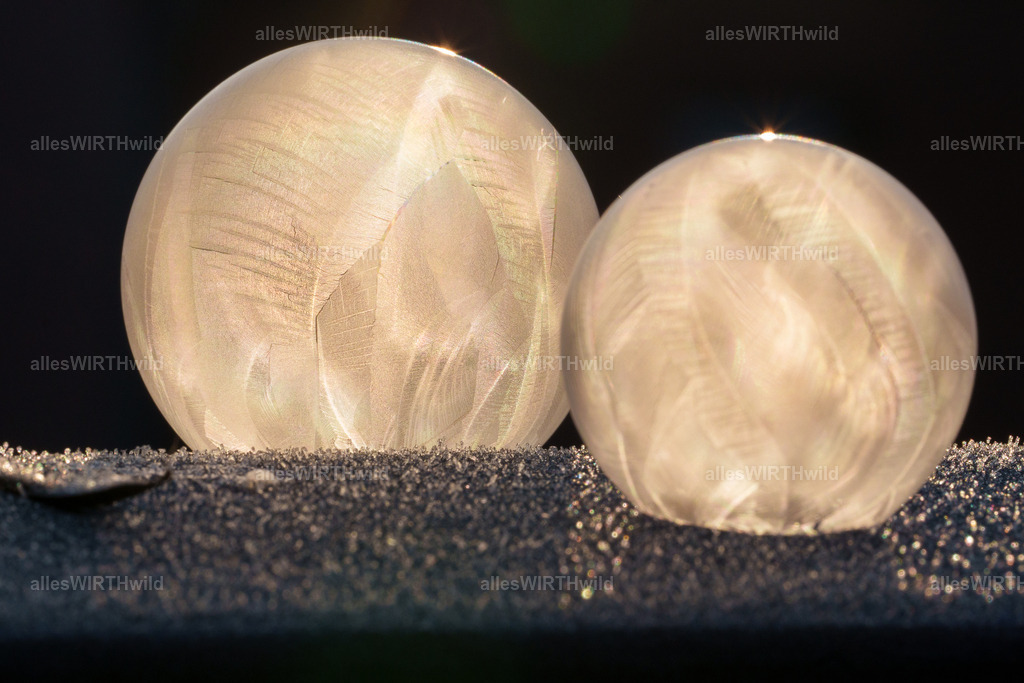 Seifenblasen aus Eis | Entdecke die faszinierende Welt der Natur- und Wildlife-Fotografie von Daniel und Bärbel. Inspirierende Bilder von wilden Tieren und kleinen Naturwundern.