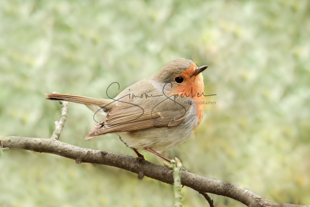 Rotkehlchen | Simone Sperber, svb-photography,Fotografin,Bilddesignerin,Naturfotografie,Macrofotografie,Tierfotografie,Wildtierfotografie,Ausstellungen,Auftragsfotografie,Kunst,Art,Photographer,Shootings,Bildberatbeitung,Galerie,Shop