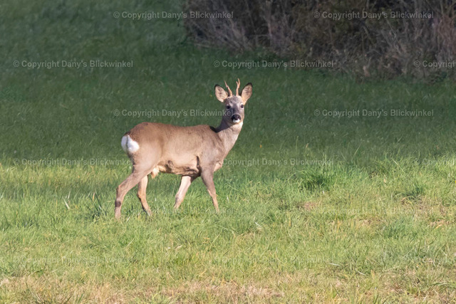 201723 | Tierfotografie, Tierkalender, Tierbilder, Insekten, Spinnen, Vögel, Schmetterling, Libellen, Leinwand, Colorkey, Qualität, Geschenkartikel, Geschenk - Realisiert mit Pictrs.com