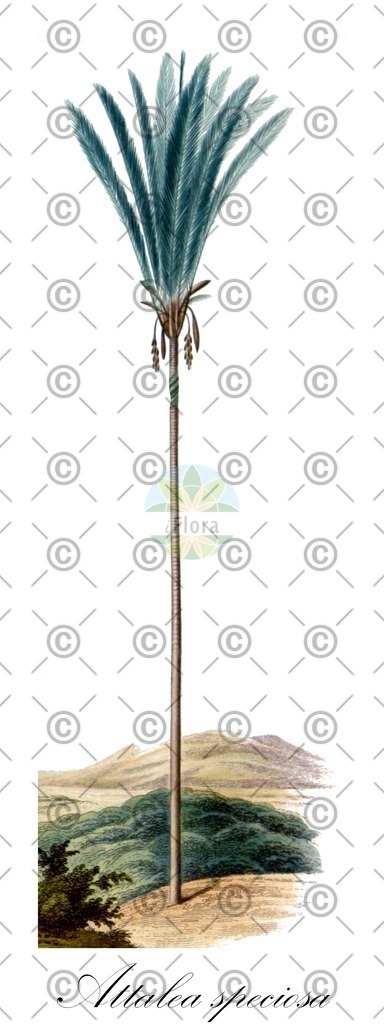 HistAbb_wfo-0000296598_2_ENZY_Simple | Historische Abbildung von Attalea speciosa - Arecaceae | Historical Illustration of Attalea speciosa - Arecaceae