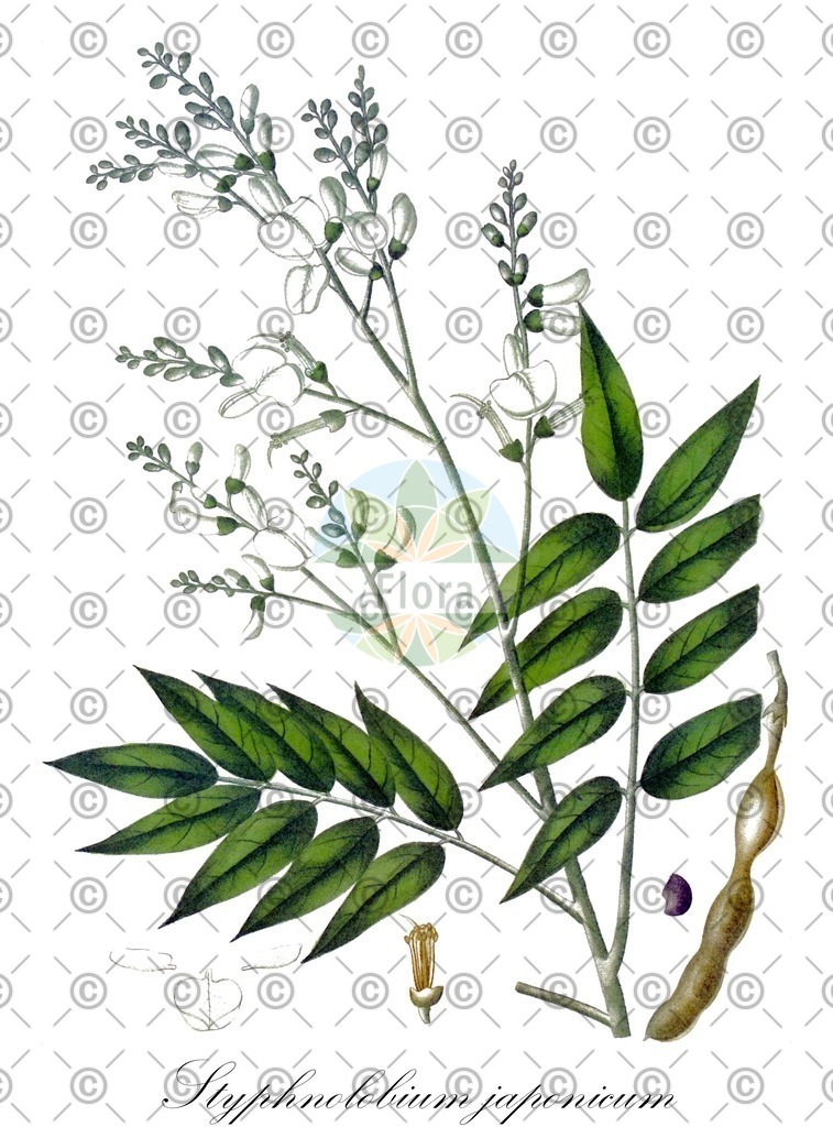HistAbb_wfo-0000492265_23_ENZY_Simple | Historische Abbildung von Styphnolobium japonicum - Fabaceae | Historical Illustration of Styphnolobium japonicum - Fabaceae