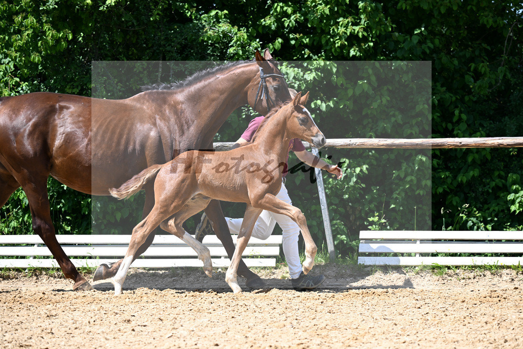 Kat-Nr. 14 Bon Esprit x Dimaggio_HF_Fischer_16250371 | hf-fotografie - Realisiert mit Pictrs.com