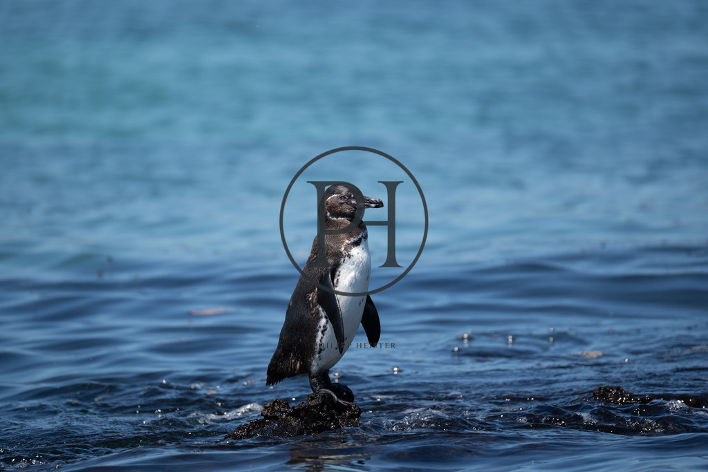 Galapagos2024-335 | Philipp-Heist - Realisiert mit Pictrs.com