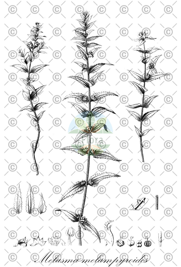 HistAbb_wfo-0001080544_2_ENZY_Simple | Historische Abbildung von Melasma melampyroides - Orobanchaceae | Historical Illustration of Melasma melampyroides - Orobanchaceae