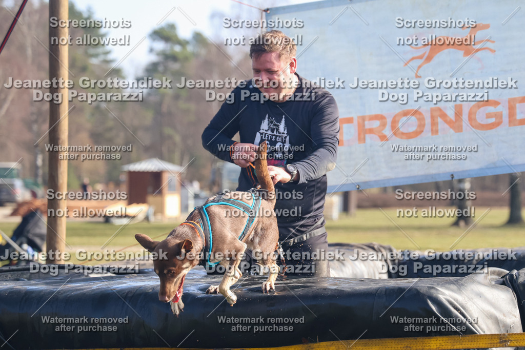 Dog Paparazzi - Strongdog North Mrz26-863 | Dog Paparazzi Jeanette Grottendiek Fotografie & Videografie - Realisiert mit Pictrs.com