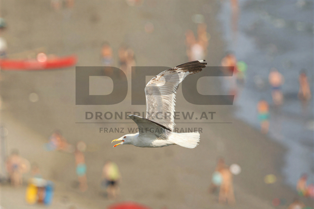 Yellow-legged Gull (Larus michahellis) | Yellow-legged Gull (Larus michahellis), a large gull species commonly found along Mediterranean coasts, rocky shorelines, harbours and coastal areas. - Realisiert mit Pictrs.com