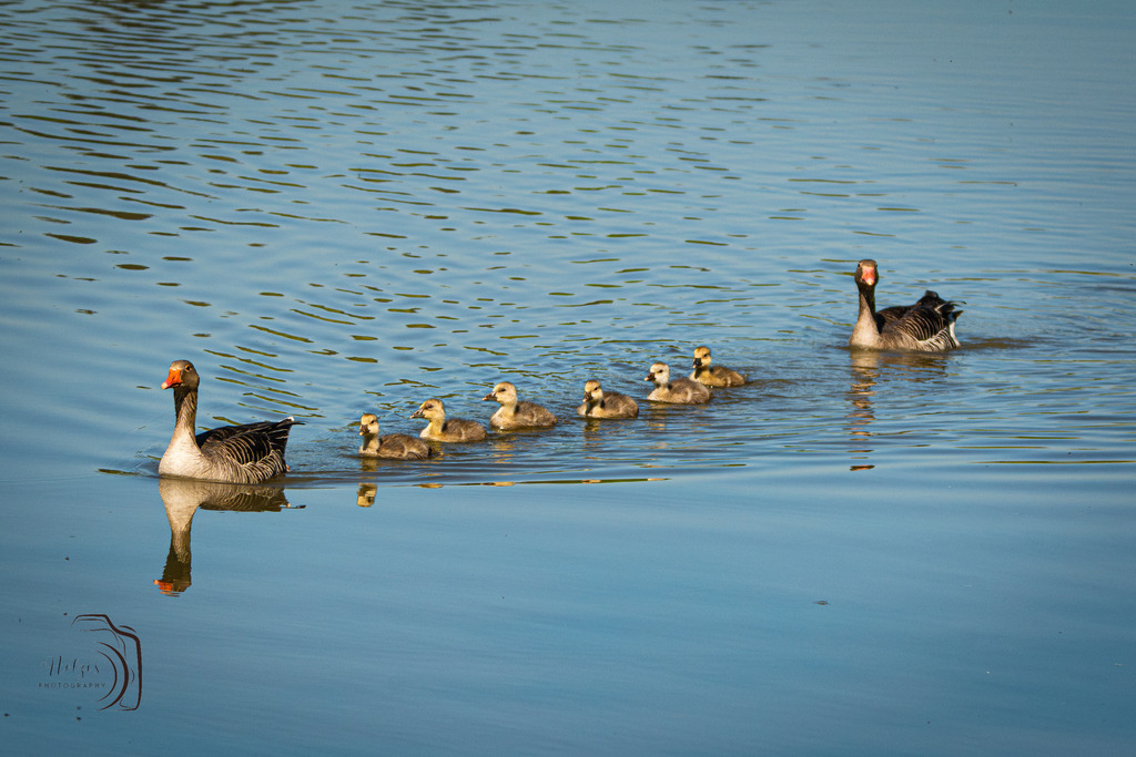 Family Time | Holzisphotography, Landschaftsfotografie, Wildlifefotogorafie - Realisiert mit Pictrs.com