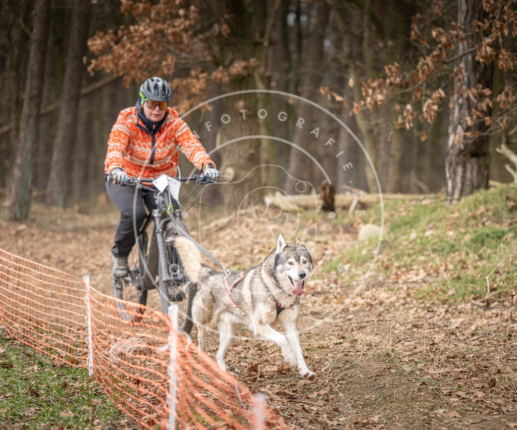 Pfotenfotografie_DV3A1688 | Hundefotografie, Tierfotograf, Pfotenfotografie, Fotoshooting Hund, Hunde Portrait, Hundesport, Hundeportraits, Heideshooting, Hunde, Sportfotograf, Hundefotograf, Turnierhundsport, THS,  - Realisiert mit Pictrs.com