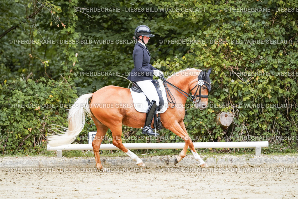 DSC04205 | Pferdegrafie