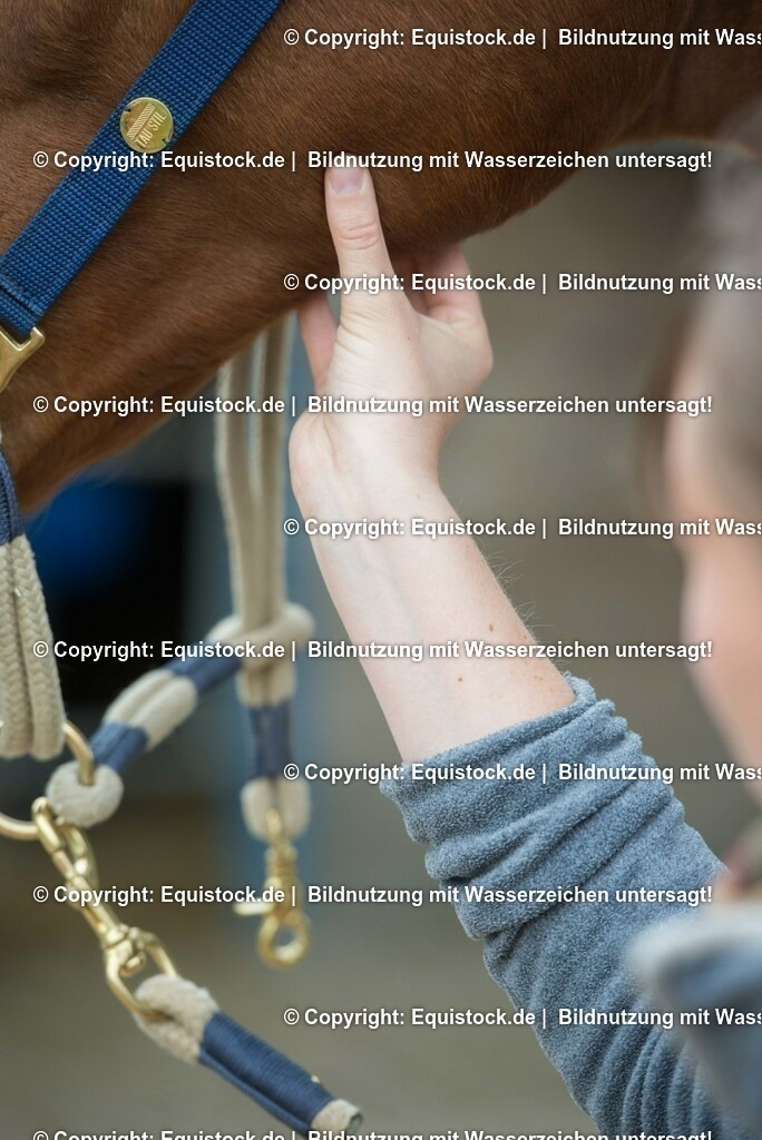 20180516_Vitalfunktionen_Pferd_0010 | equistock