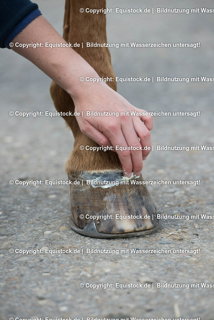 20160626_Hufpflege_0011 | Foto: Thomas Hartig