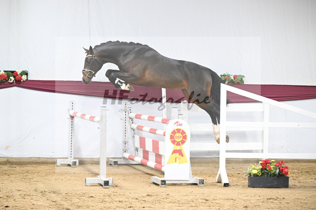 Kat-Nr. 100 Million Dollar x Diarado_ZG Schuster u. Schmid-Zemann_47253244 | hf-fotografie - Realisiert mit Pictrs.com