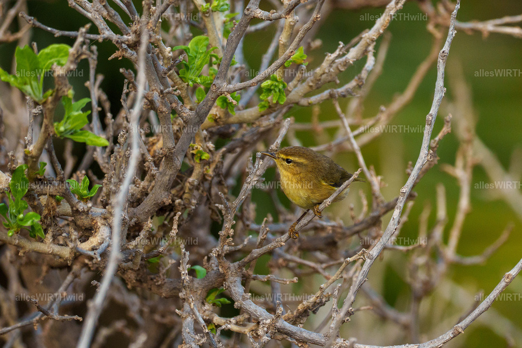allesWIRTHgut Tierfotografie - allesWIRTHgut.de - 7IV07648 | Entdecke die faszinierende Welt der Natur- und Wildlife-Fotografie von Daniel und Bärbel. Inspirierende Bilder von wilden Tieren und kleinen Naturwundern.