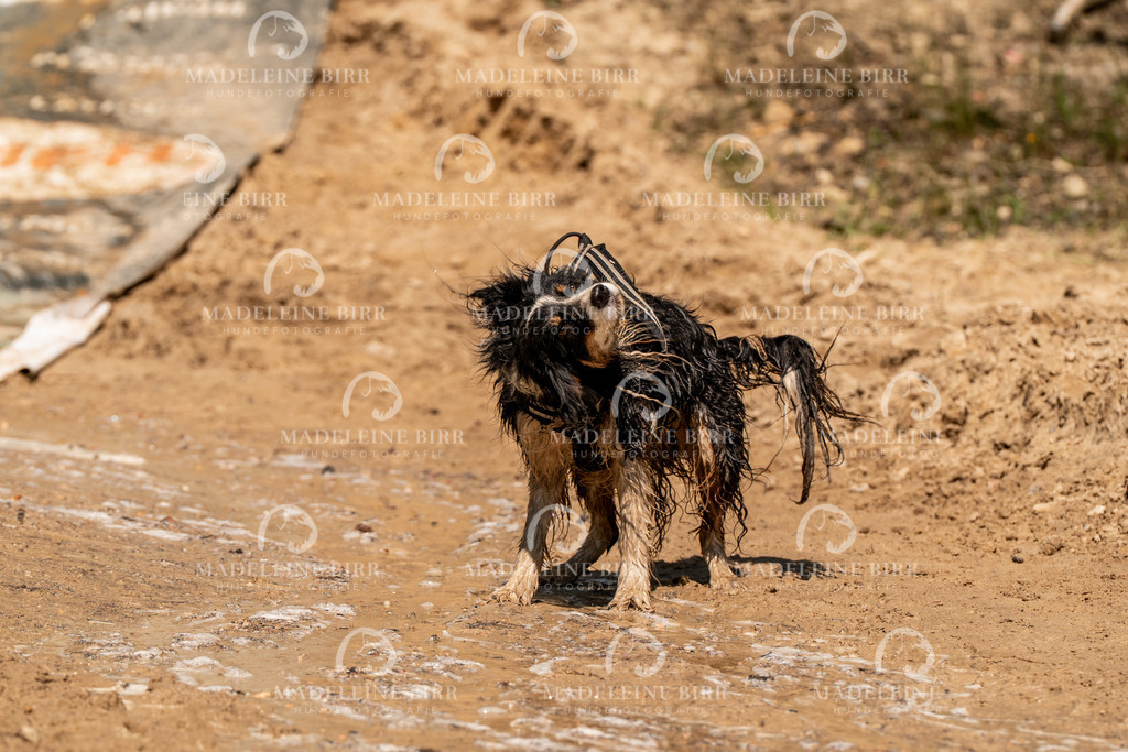 madeleinebirr.fotografie.2026.CC-hoope.samstag.14-26-58.105 | hundefotografie-birr
