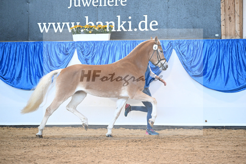 Bl. Band Kat-Nr. 4 Davinja v. Sternzauber_Mueller_48241049 | hf-fotografie - Realisiert mit Pictrs.com