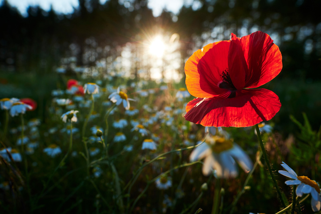 Feld mit Mohnblumen und echter Kamille | Pfösing, Austria - June 06, 2020: Feld mit Mohnblumen und echter Kamille, im Hintergrund ein Waldrand. - Realisiert mit Pictrs.com