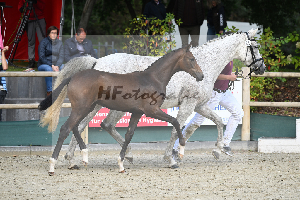 Fohlenauktion Next Chance_49220286 | hf-fotografie - Realisiert mit Pictrs.com