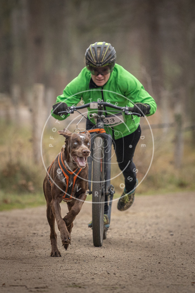 Pfotenfotografie_DV3A2336 | Hundefotografie, Tierfotograf, Pfotenfotografie, Fotoshooting Hund, Hunde Portrait, Hundesport, Hundeportraits, Heideshooting, Hunde, Sportfotograf, Hundefotograf, Turnierhundsport, THS,  - Realisiert mit Pictrs.com