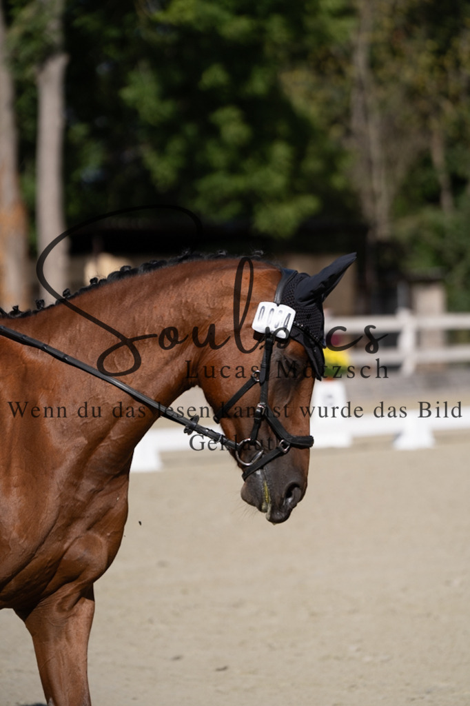 A7V06959 | Turnier/Reitfotograf
