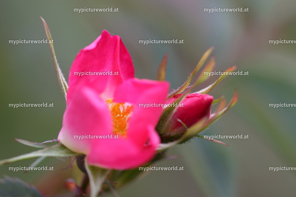 Rotblatt-Rose-013 | Das Bilderarchiv über Tiere, Planzen und Landschaften. In der Bilddatenbank finden Sie ein große Auswahl an hochwertigen Bilder für Ihre Werbung - Realisiert mit Pictrs.com