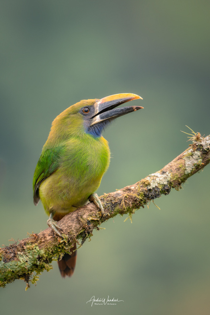 Wächter der Baumkronen | Andre Wandrei - Nature Artworx - Realisiert mit Pictrs.com