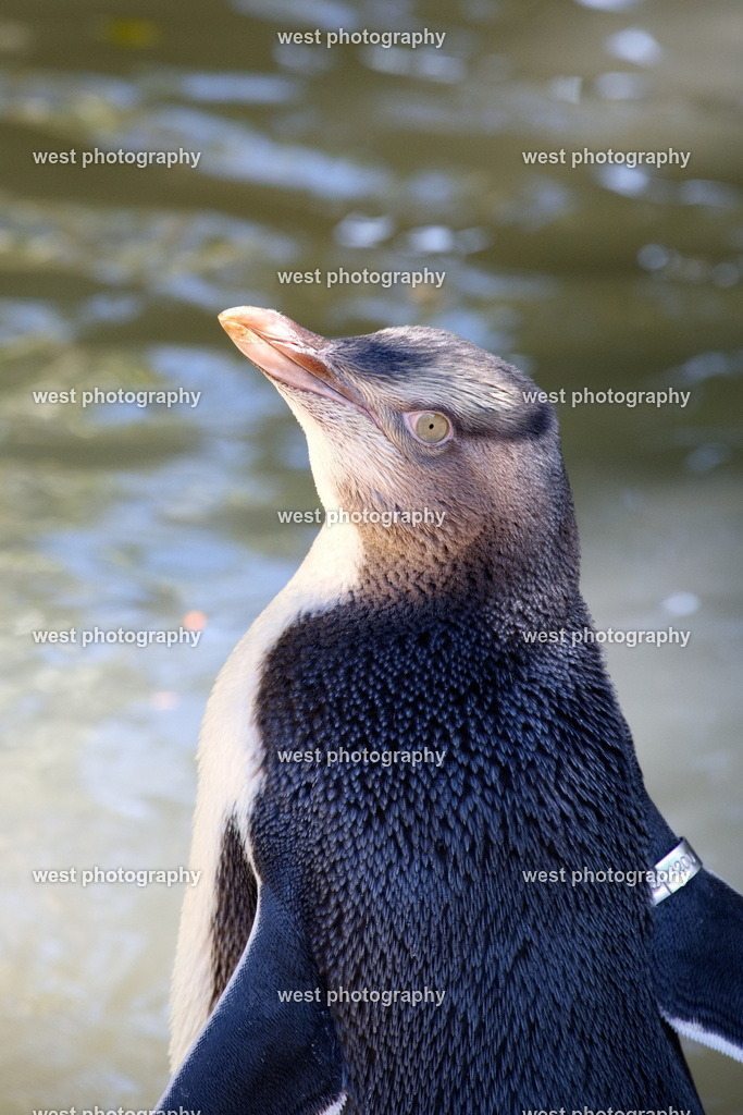 Yellow-eyed Penguin 1 - NLZ 2024 | west photography - Realisiert mit Pictrs.com