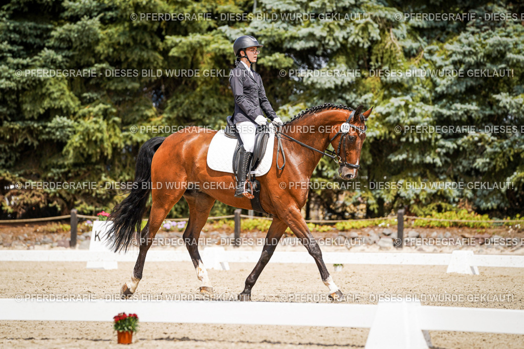 DSC02858 | Pferdegrafie