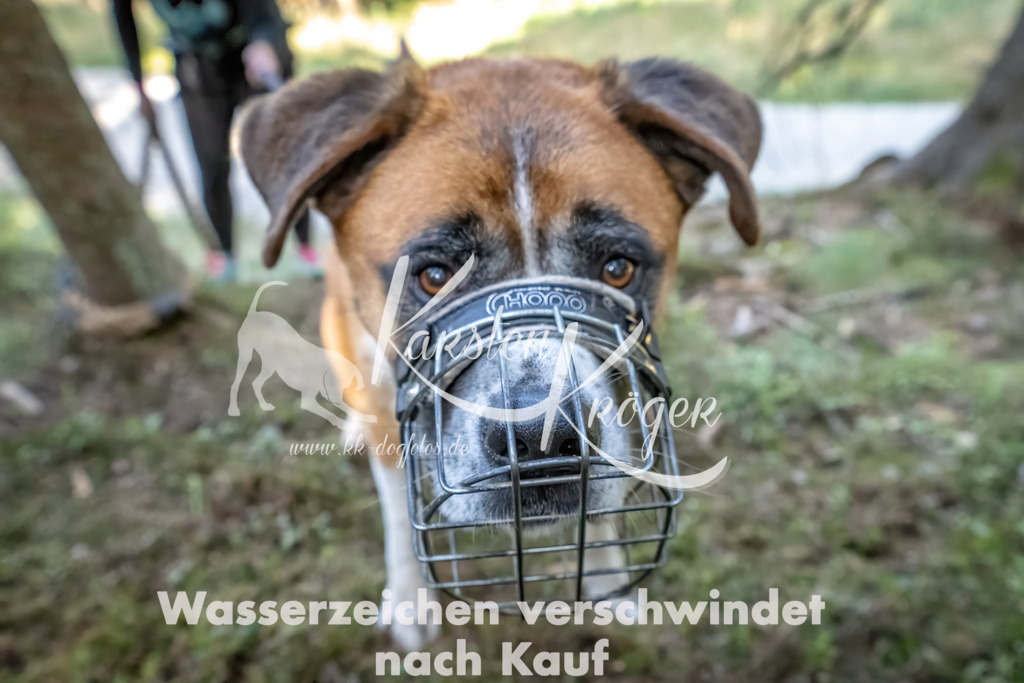1202_ZZ93075-Bearbeitet | kk-dogfotos