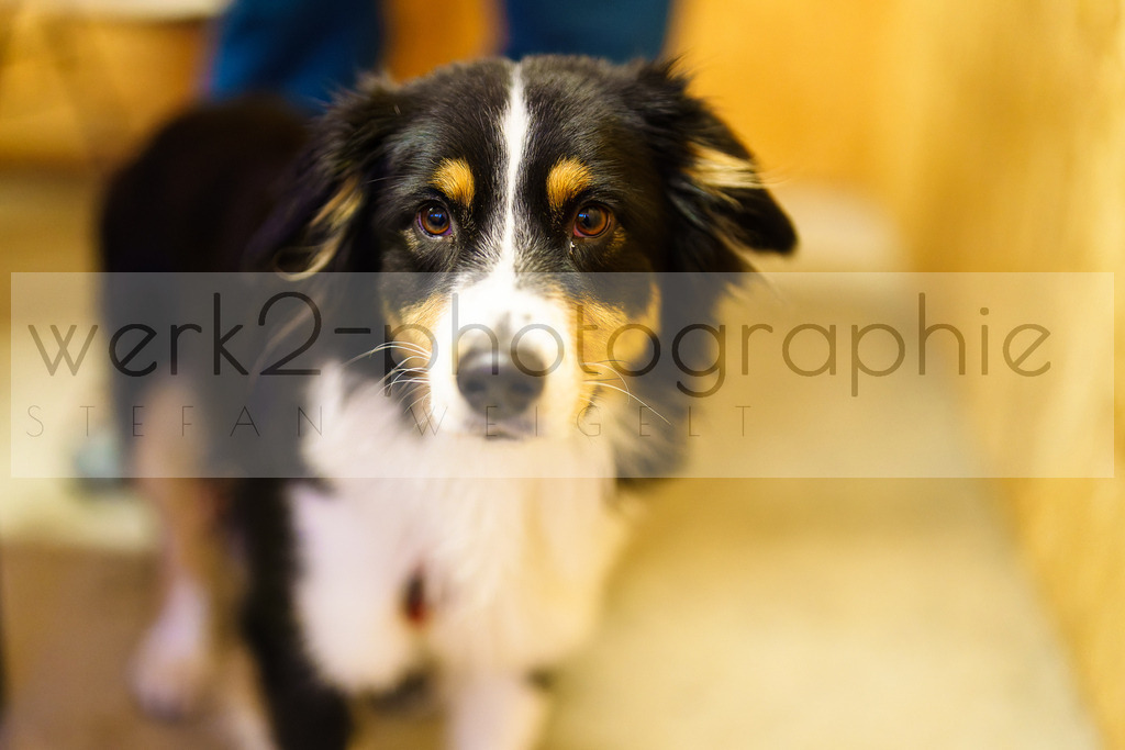 FESA Alpencup / DP Notschrei | Deutschland Pokal Finale im Schwarzwald NORDIC-CENTER Notschrei am 7. - 8. Februar 2026