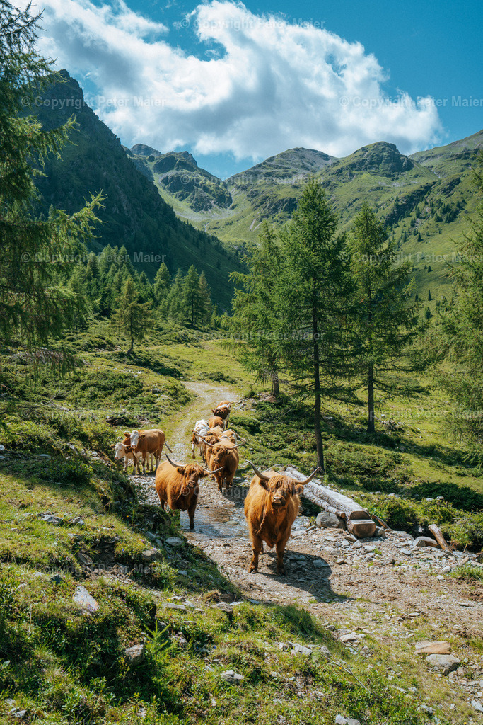 Ochsenalmsee_Michelbachtal_Sommer_2024-320 | piet_flosse