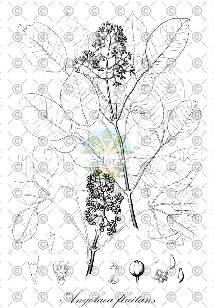 HistAbb_wfo-0000536542_585_ENZY_Simple | Historische Abbildung von Angolaea fluitans - Podostemaceae | Historical Illustration of Angolaea fluitans - Podostemaceae
