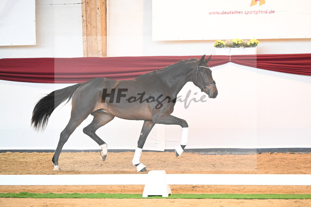 Kat-Nr. 76 v. Zackerey_Pfitzer_66221970 | hf-fotografie - Realisiert mit Pictrs.com