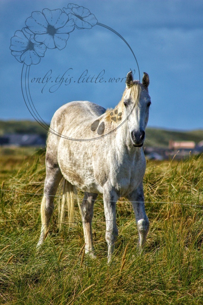 IMG_9628-01 | only.this.little.world - Realisiert mit Pictrs.com